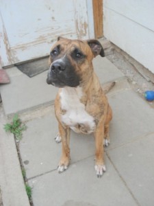 Maggie doma na dvorku