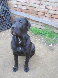 Reganka doma na dvorku